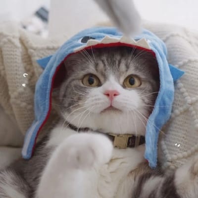 Mohammad Hatta avatar